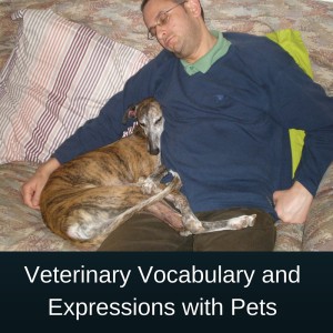 Veterinary Vocabulary and Expressions with Pets – AIRC97