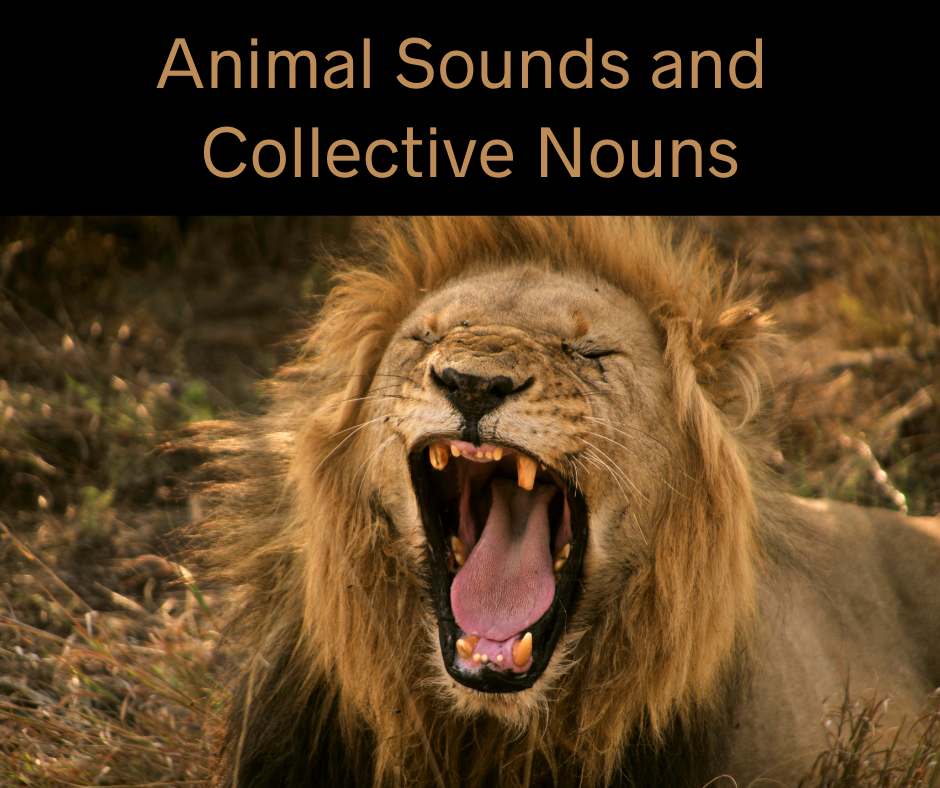 Animal Sounds and Collective Nouns – AIRC445