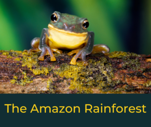 The Amazon Rainforest – AIRC456