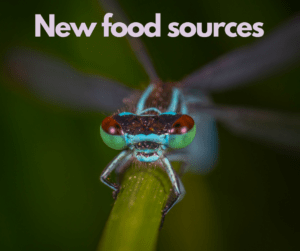 New Food Sources – AIRC341